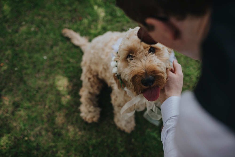labradoodle wedding